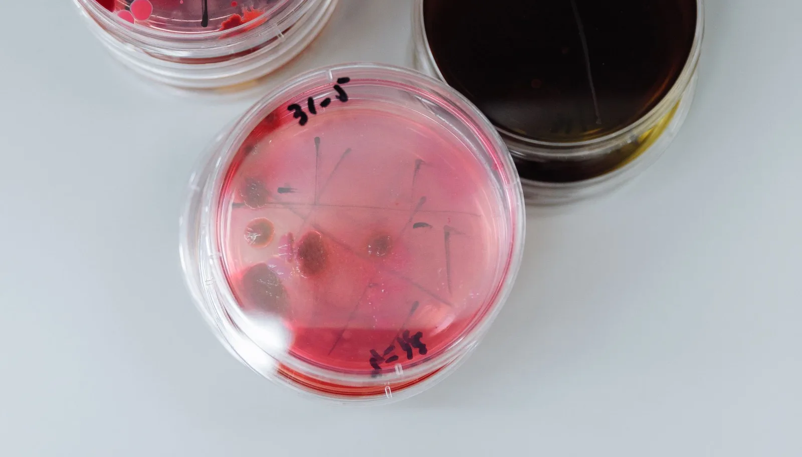 Petri dishes with microbial growth used in a preservative challenge test